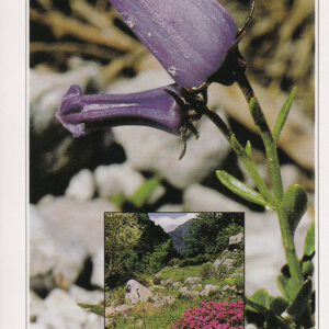 The Juliana Alpine Botanical Garden in the Trenta Valley