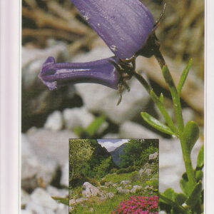 Le jardin botanique alpin Juliana de Trenta