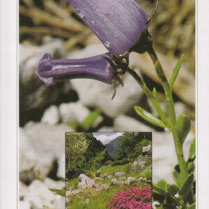 Il giardino botanico alpino Juliana di val Trenta