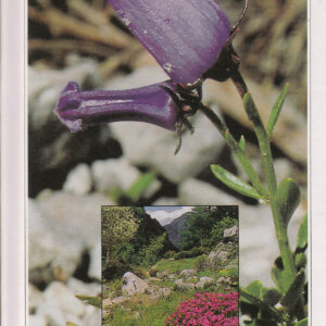 Alpiner botanischer garten »Juliana« in Trenta