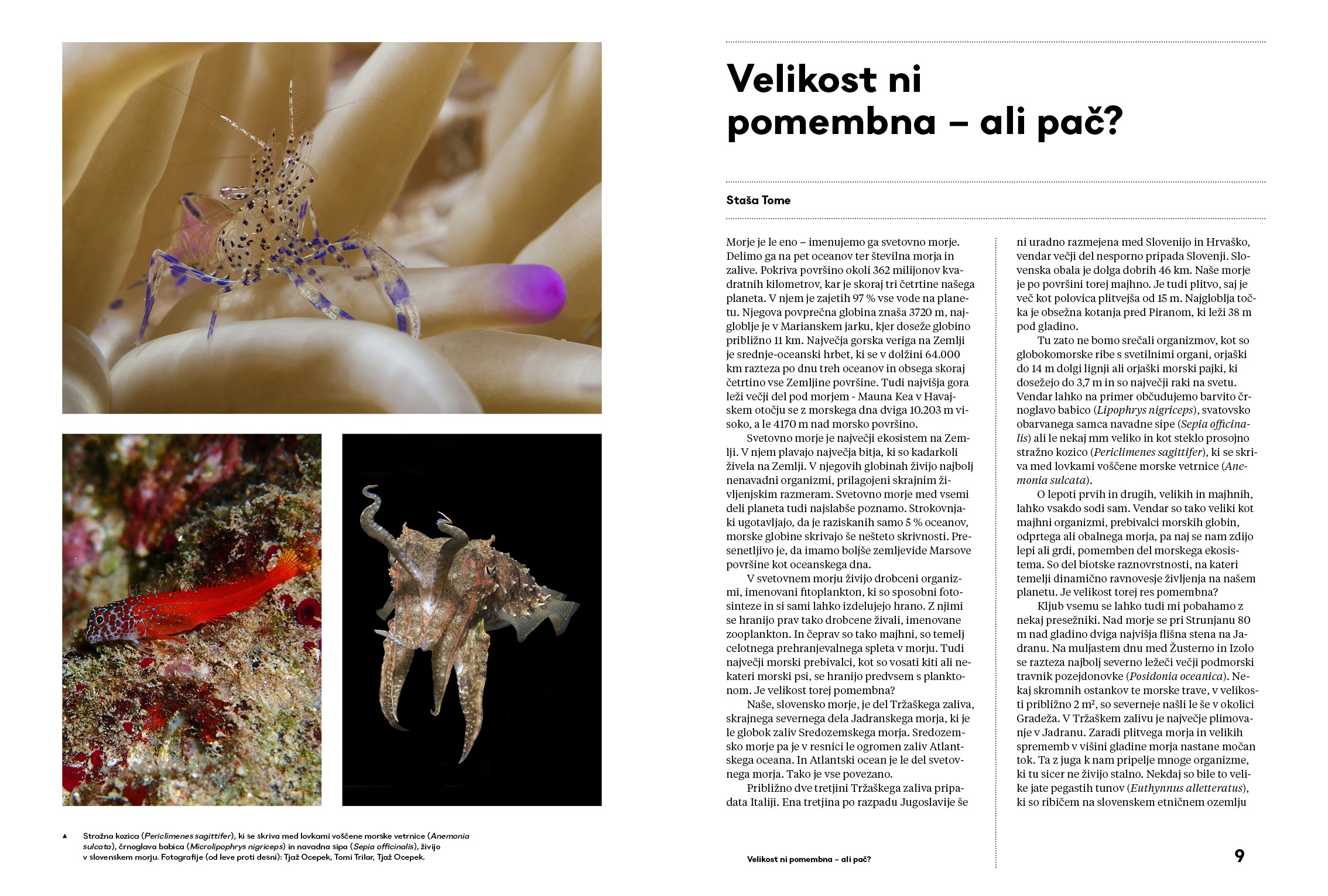 Naše malo veliko morje - Image 4