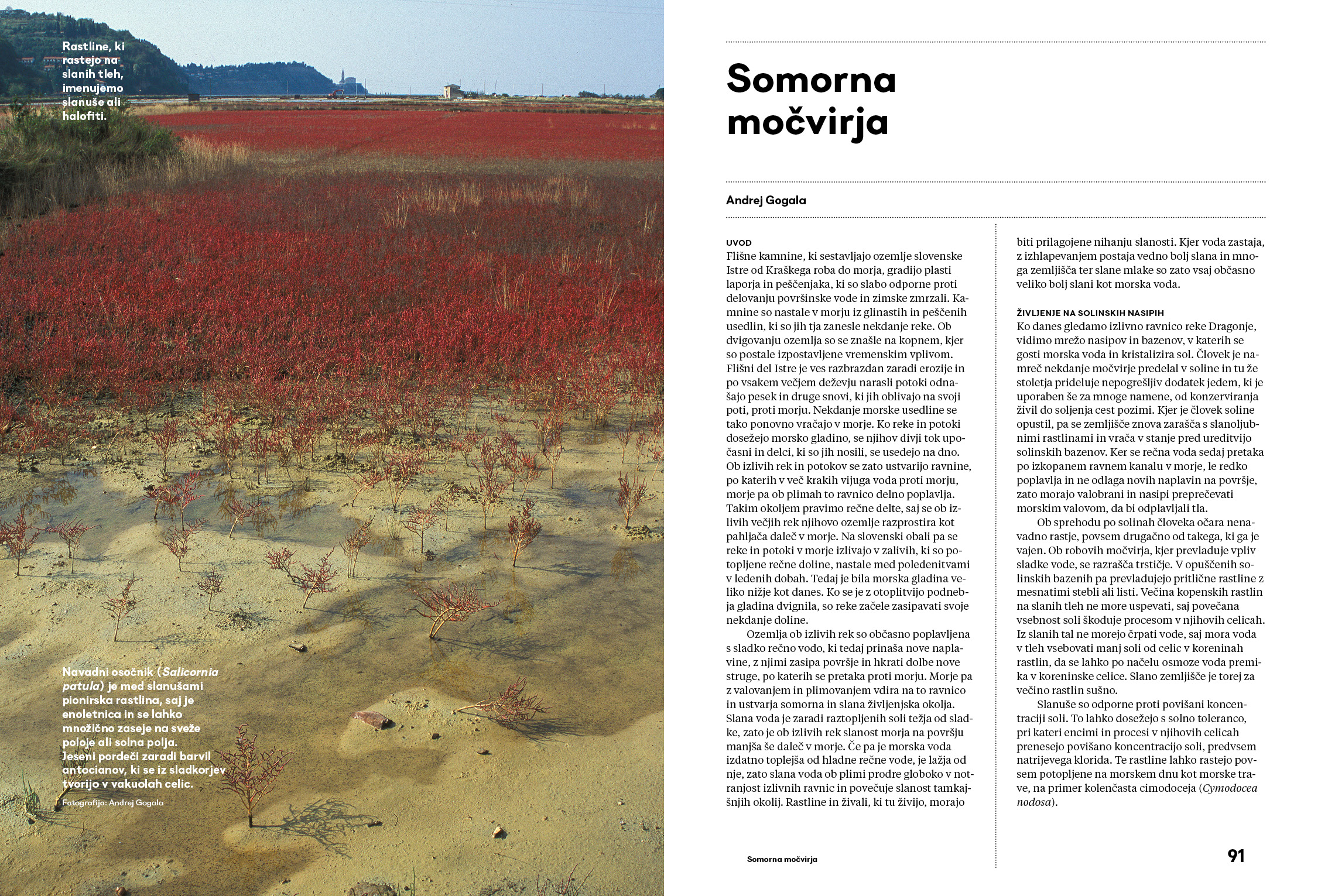 Naše malo veliko morje - Image 6