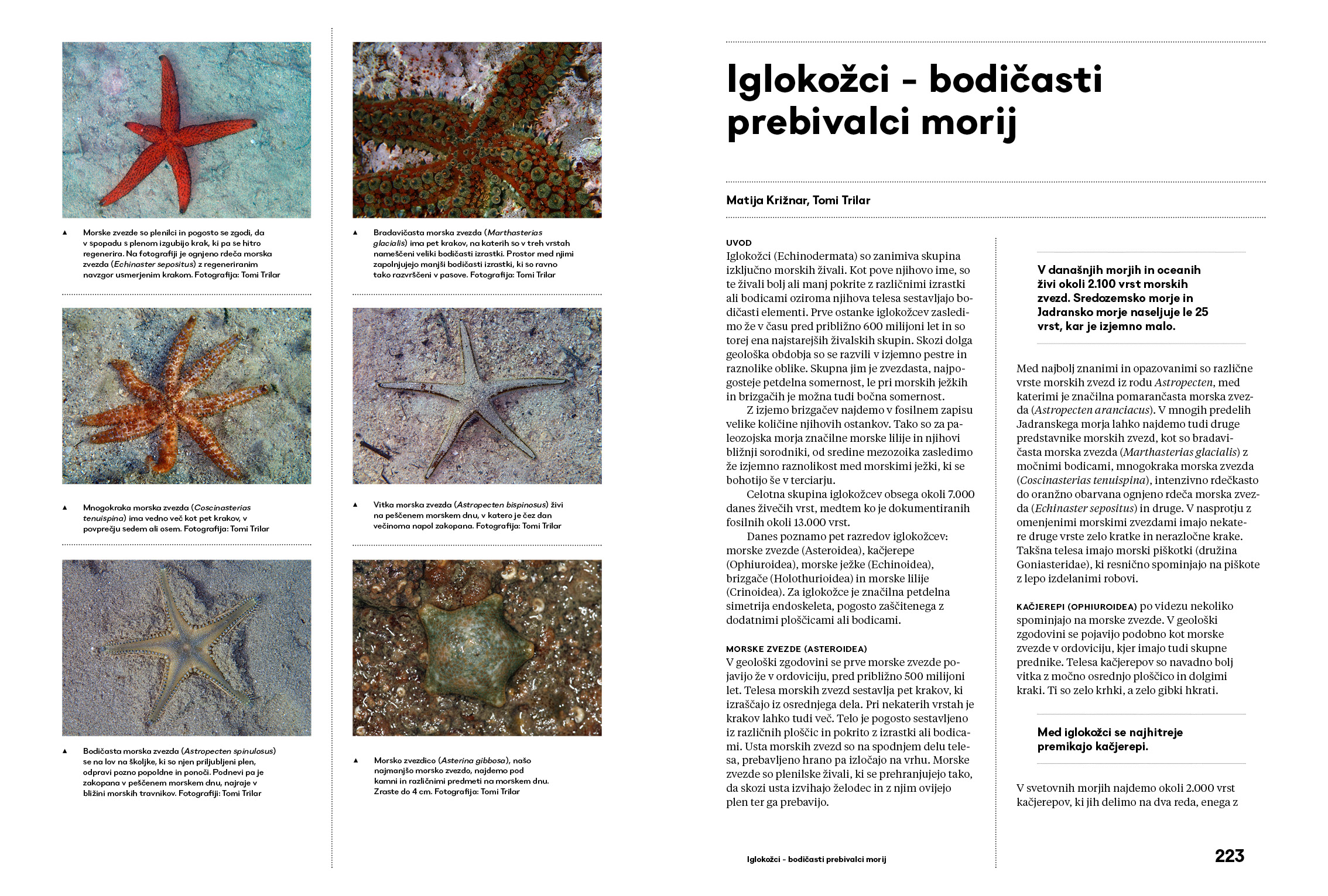 Naše malo veliko morje - Image 7