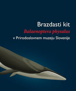 Brazdasti kit Balaenoptera physalus v Prirodoslovnem muzeju Slovenije