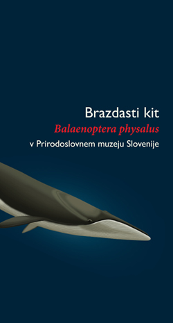 Brazdasti kit Balaenoptera physalus v Prirodoslovnem muzeju Slovenije
