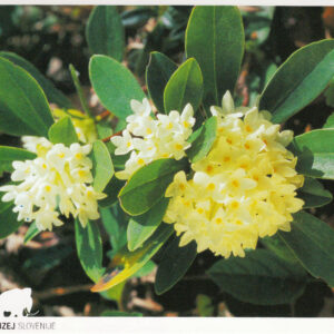 Razglednica JULIANA Blagajev volčin