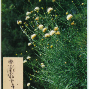 Razglednica JULIANA bleda obloglavka