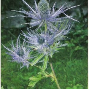 Razglednica JULIANA alpska možina