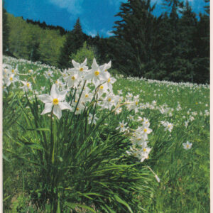 Razglednica JULIANA gorska narcisa
