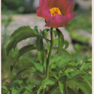 Razglednica JULIANA navadna potonika