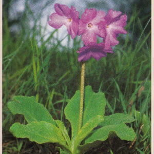 Razglednica JULIANA kranjski jeglič