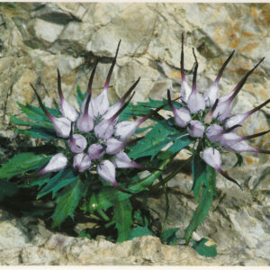 Razglednica JULIANA šopasti repušnik