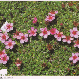 Razglednica JULIANA triglavska roža