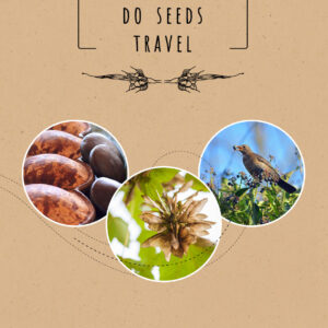 HOW DO SEEDS TRAVEL