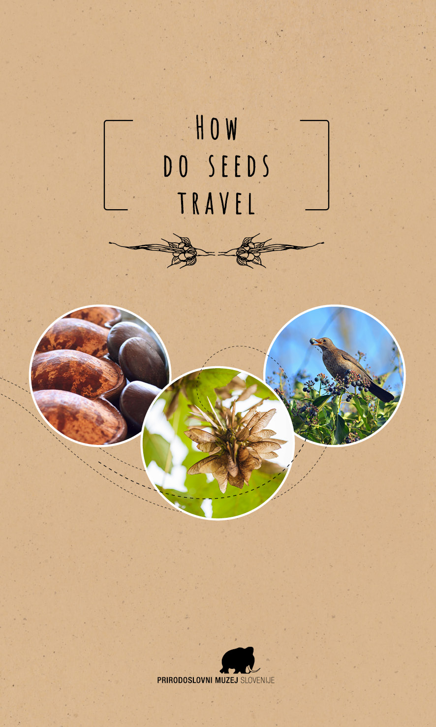 HOW DO SEEDS TRAVEL